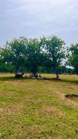 Parcela en Venta en Pargua, Los Lagos, Calbuco, foto 6