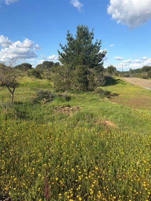 Parcela en Venta en Cauquenes, Maule, Cauquenes, foto 6