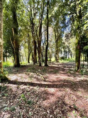 Parcela en Venta en u-775, Los Lagos, Puyehue, foto 14