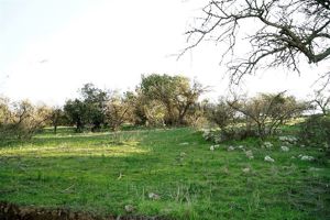 Parcela en Venta en San Fernando, Bernardo OHiggins, San Fernando, foto 15