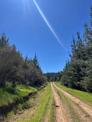 Parcela en Venta en curepto, Maule, Curepto, foto 8