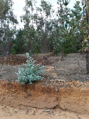 Parcela en Venta en BUCALEMU, Bernardo OHiggins, Paredones, foto 13