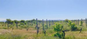 Parcela en Venta en MARCHIGUE, Bernardo OHiggins, Marchigüe, foto 6