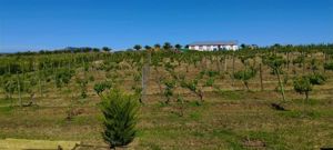 Parcela en Venta en MARCHIGUE, Bernardo OHiggins, Marchigüe, foto 15