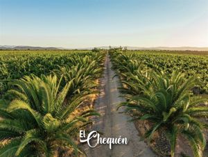 Parcela en Venta en MARCHIGUE, Bernardo OHiggins, Marchigüe, foto 10