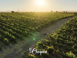 Parcela en Venta en MARCHIGUE, Bernardo OHiggins, Marchigüe, foto 11
