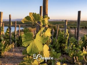 Parcela en Venta en MARCHIGUE, Bernardo OHiggins, Marchigüe, foto 9
