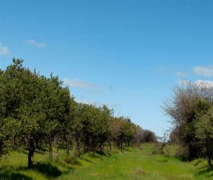 Parcela en Venta en MARCHIGUE, Bernardo OHiggins, Marchigüe, foto 3
