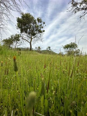 Parcela en Venta en MARCHIGUE, Bernardo OHiggins, Marchigüe, foto 10