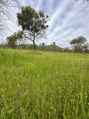 Parcela en Venta en MARCHIGUE, Bernardo OHiggins, Marchigüe, foto 9