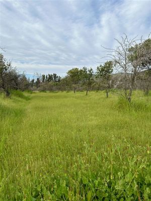 Parcela en Venta en MARCHIGUE, Bernardo OHiggins, Marchigüe, foto 15