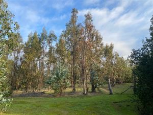 Parcela en Venta en MATANZAS, Bernardo OHiggins, Navidad, foto 9