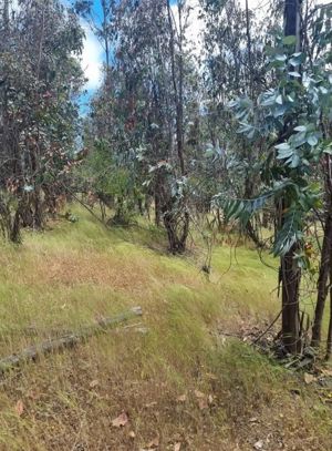 Parcela en Venta en MATANZAS, Bernardo OHiggins, Navidad, foto 7