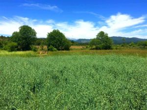 Parcela en Venta en La Amalia, Maule, Longaví, foto 5