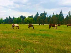 Parcela en Venta en La Amalia, Maule, Longaví, foto 7