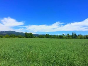 Parcela en Venta en La Amalia, Maule, Longaví, foto 3