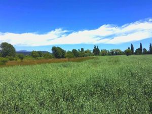 Parcela en Venta en La Amalia, Maule, Longaví, foto 10