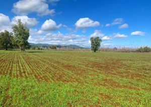 Parcela en Venta en La Amalia, Maule, Longaví, foto 6