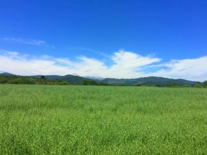 Parcela en Venta en La Amalia, Maule, Longaví, foto 13