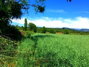 Parcela en Venta en La Amalia, Maule, Longaví, foto 11