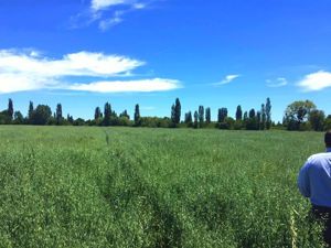 Parcela en Venta en La Amalia, Maule, Longaví, foto 12