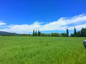 Parcela en Venta en La Amalia, Maule, Longaví, foto 8