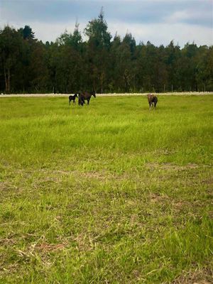 Parcela en Venta en La Amalia, Maule, Longaví, foto 4