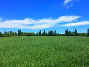 Parcela en Venta en La Amalia, Maule, Longaví, foto 15