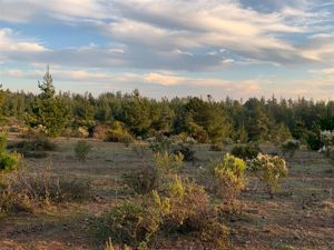 Parcela en Venta en Ciruelos, Bernardo OHiggins, Pichilemu, foto 5