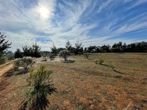 Parcela en Venta en Ciruelos, Bernardo OHiggins, Pichilemu, foto 14