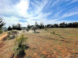 Parcela en Venta en Ciruelos, Bernardo OHiggins, Pichilemu, foto 5