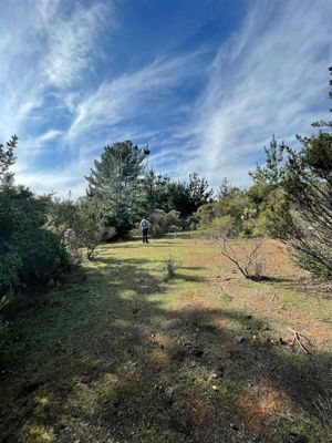 Parcela en Venta en Ciruelos, Bernardo OHiggins, Pichilemu, foto 10